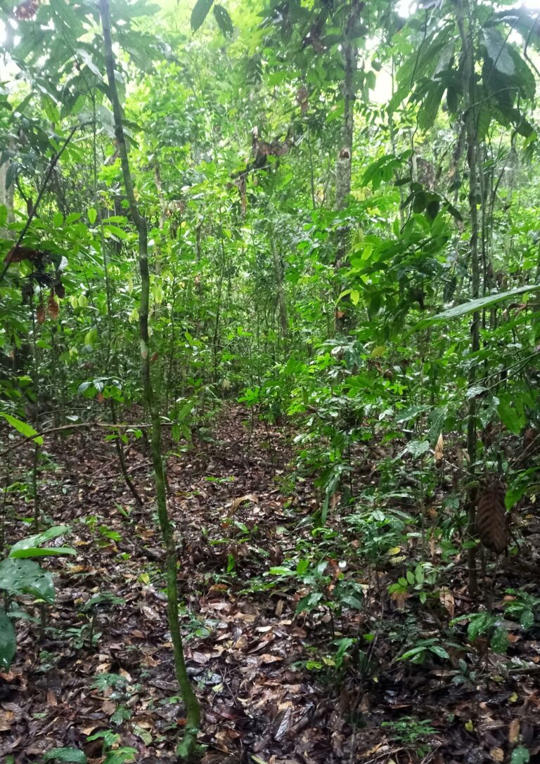 Habitat caractéristique de la Mangouste du Libéria