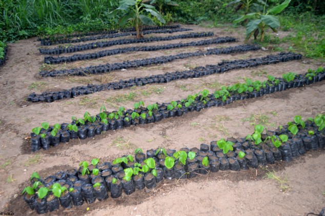 Préparation d'une pépinière pour l'agroforesterie