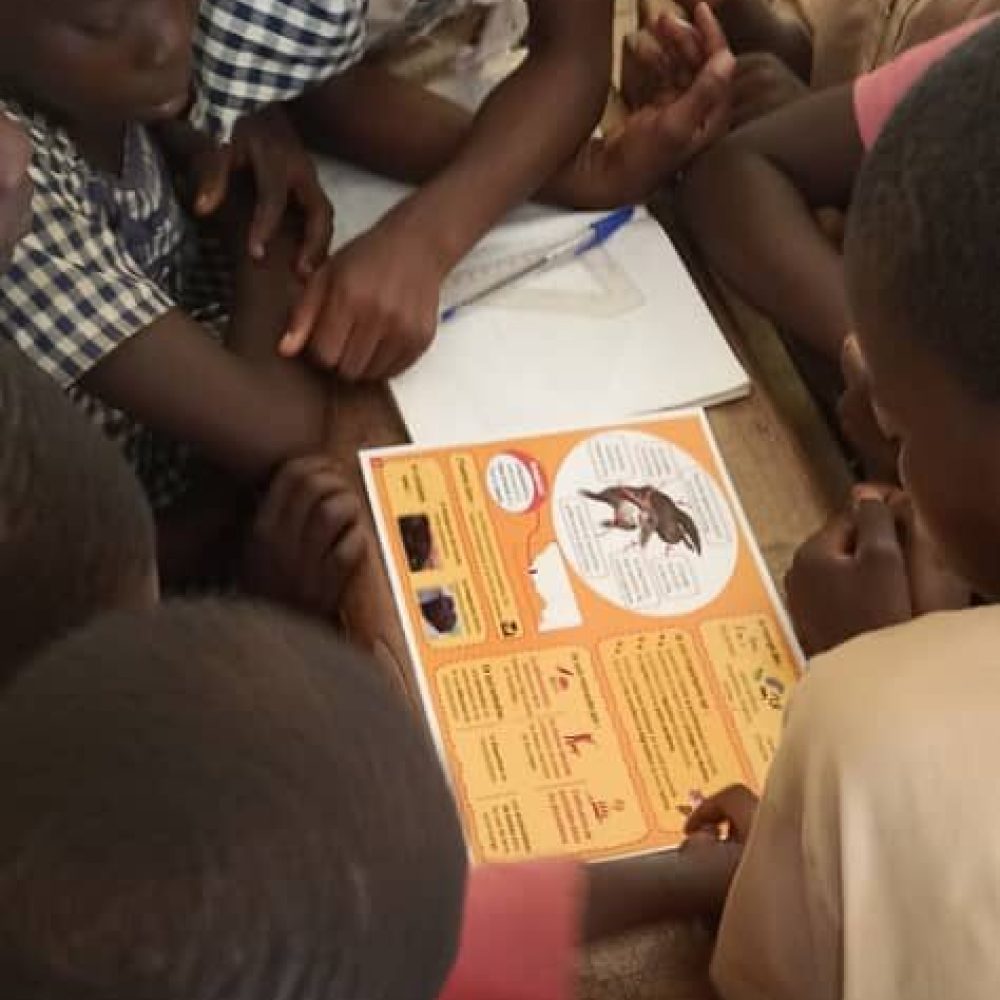 Les élèves en train d'étudier la brochure sur la Mangouste du Liberia
